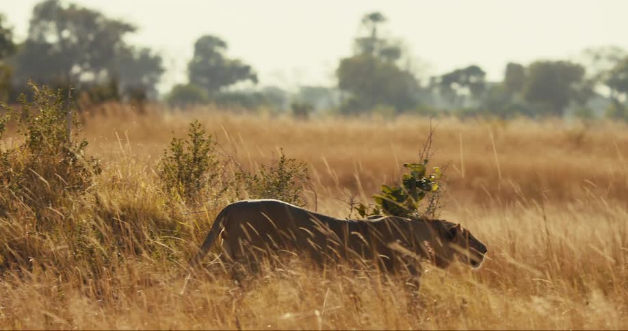 Lions walking through the jungle carefully