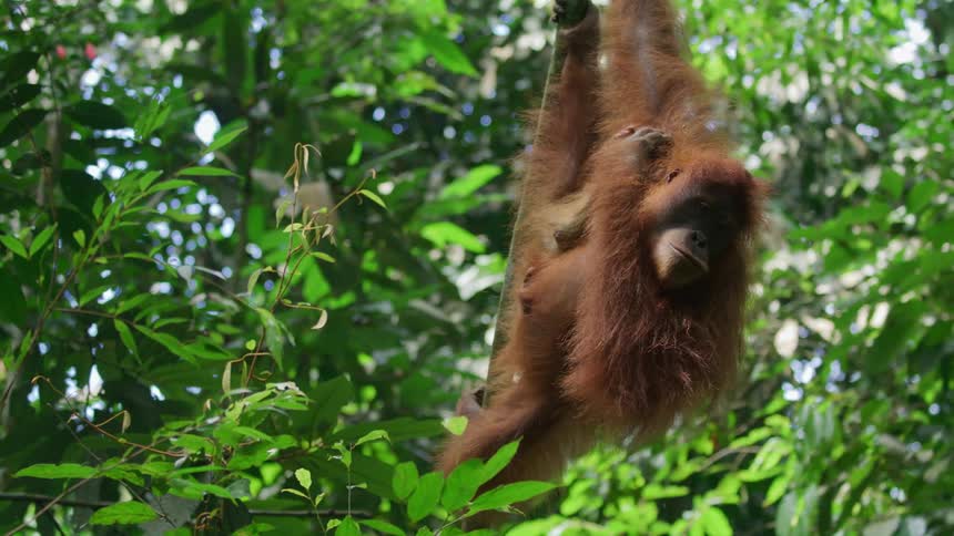 An orangutan hanging from a tree while scratching itself