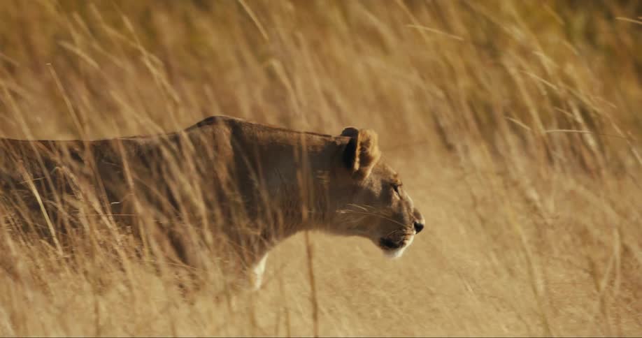 Lioness walking carefully through the jungle