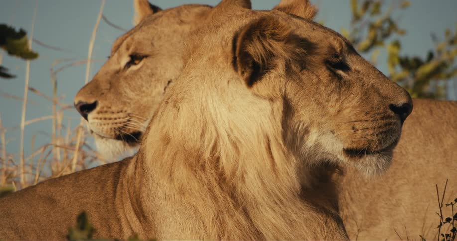 Two lions in a savanna resting side by side