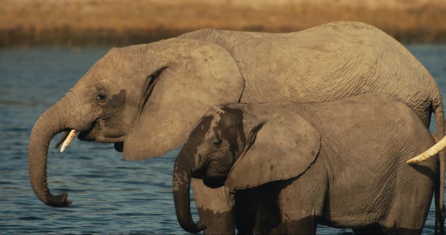 Elephants are drinking water together