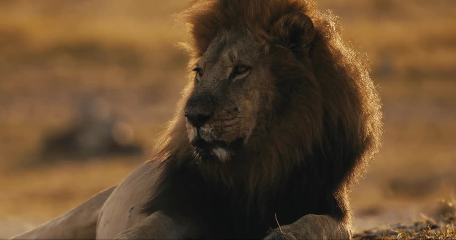 A lion is laying down on a sunny day
