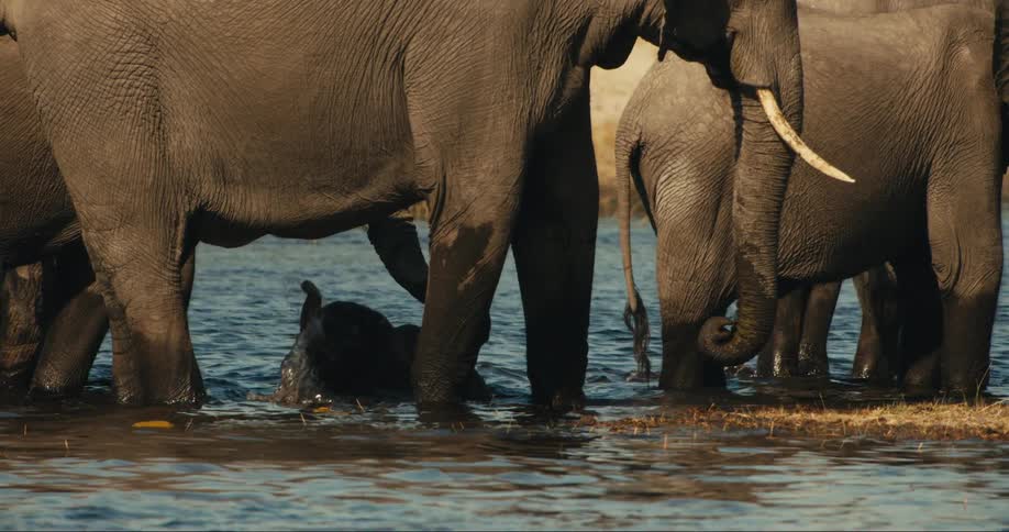 Elephants bath in the water