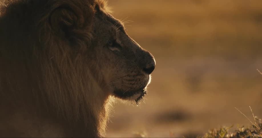 Lion in the jungle watching closely