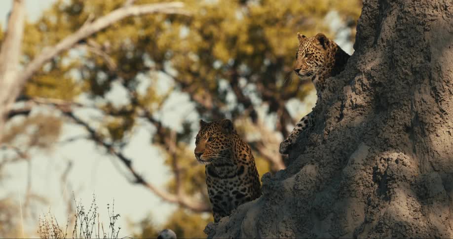 A mother leopard and her cub on the tree are looking around