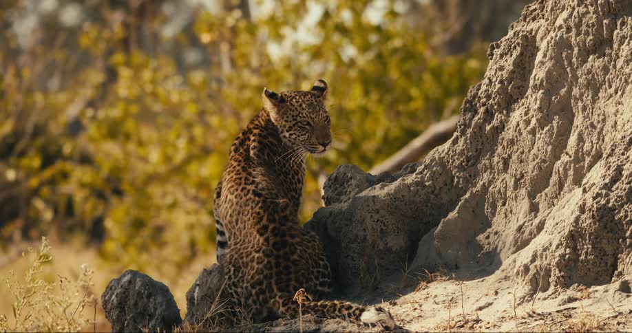 The leopard is sitting by the rocks