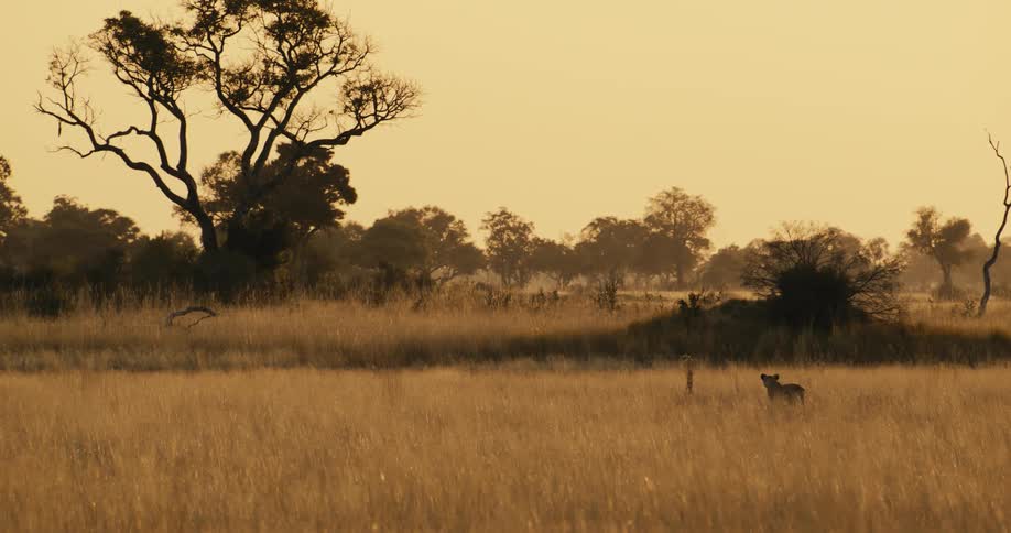 Leopard in its natural habitat with a golden sky