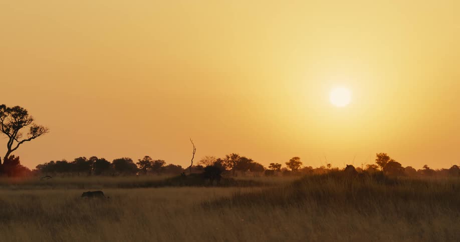 Sunset over a savanna with a lioness walking through tall grasses
