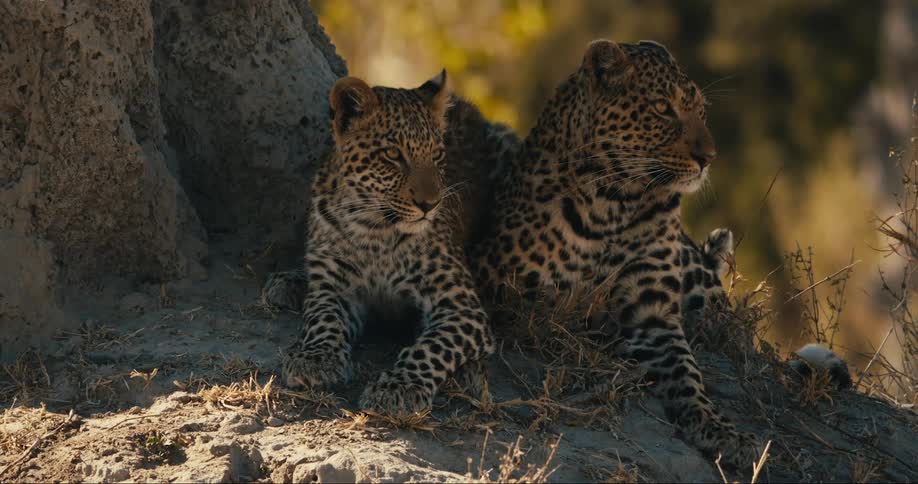 A mother leopard and her cub rest in their natural habitat