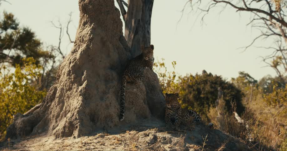 A mother leopard and her cub lying in the jungle