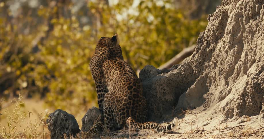 A cheetah walks over and sits perched atop a rocky mound in the african savanna