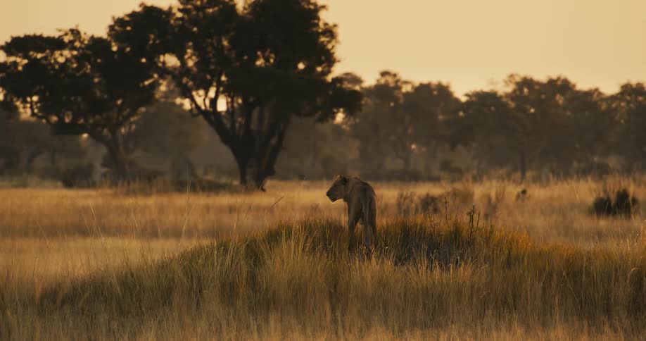 Lion in a savanna and in the late afternoon