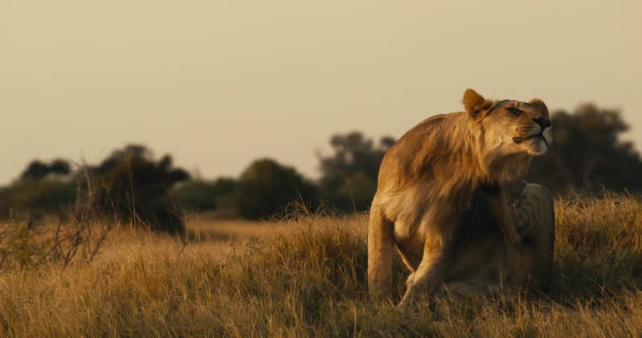 Young male lion scratching herself in the jungle