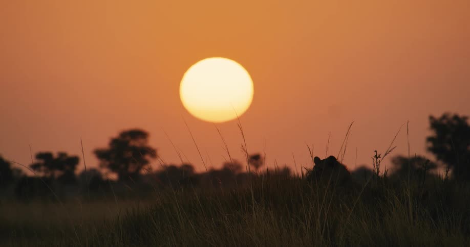 Silhouette of a lion lying in the jungle with the golden sun on the horizon