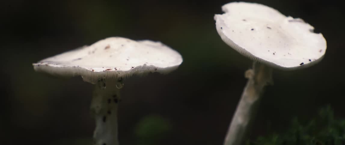 Two white mushrooms shaking from earthquake and water dripping from them