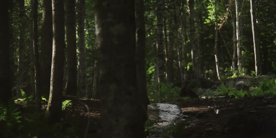 A mountain biker navigates a challenging trail through a dense forest