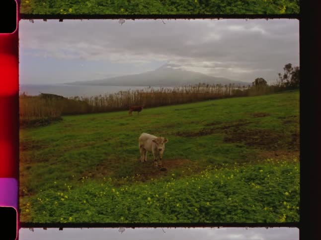 White ox isolated in a pasture with the sea in the background