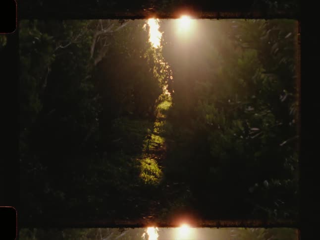 Sunlight filters through the canopy of a dense forest captured on vintage film