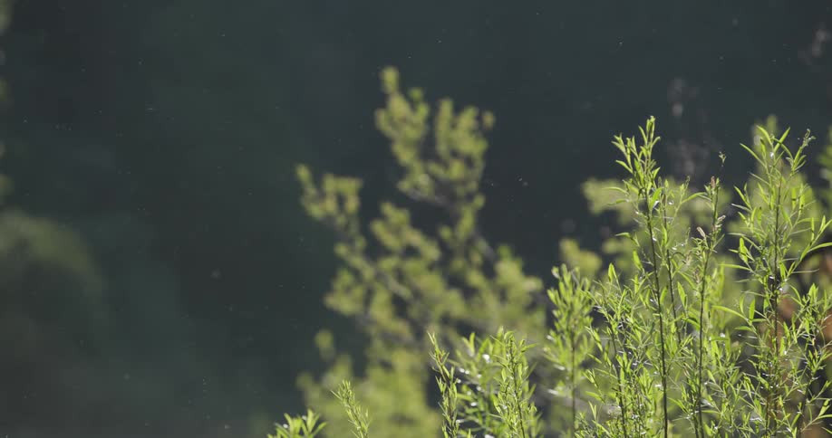 Small insects fly around the bush
