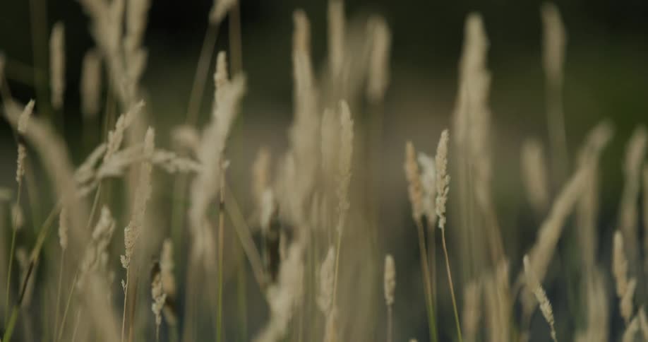 Reeds blowing in the wind
