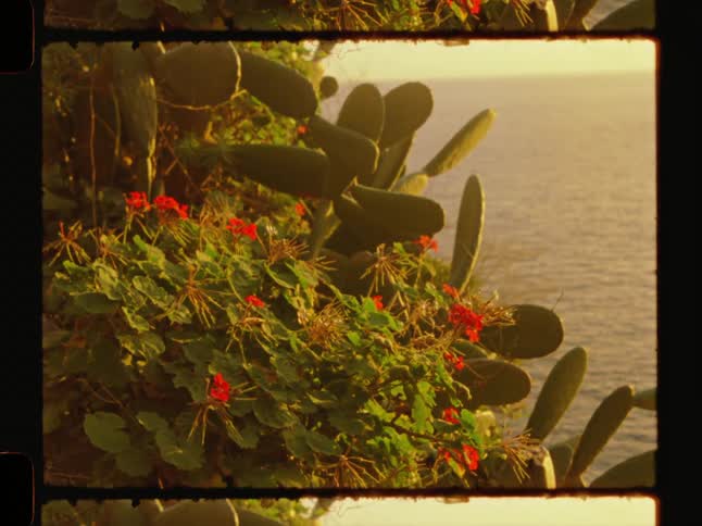 Closeup of a cactus with flat green pads and vibrant red flowers captured on vintage film
