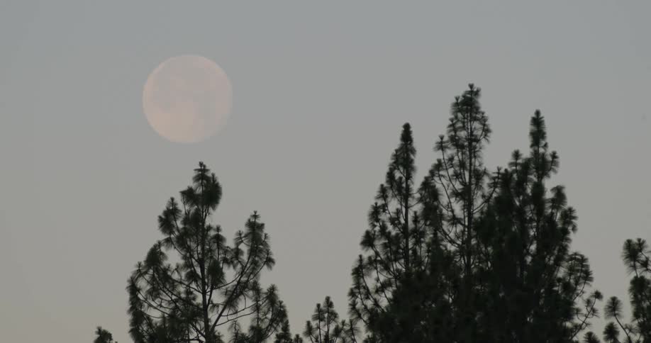A red moon at dusk over two trees