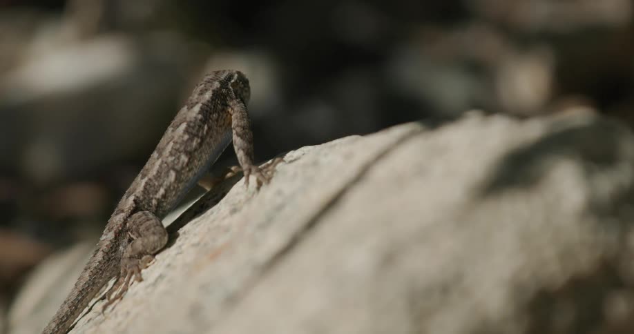 A lizard perched on a rock