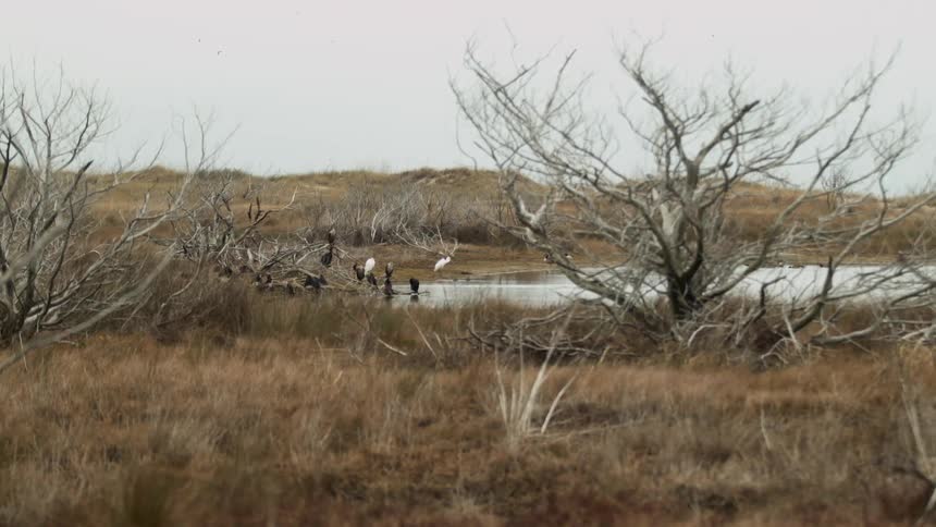 Several birds sit around the water