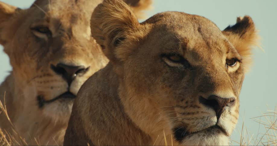 Face of two lions