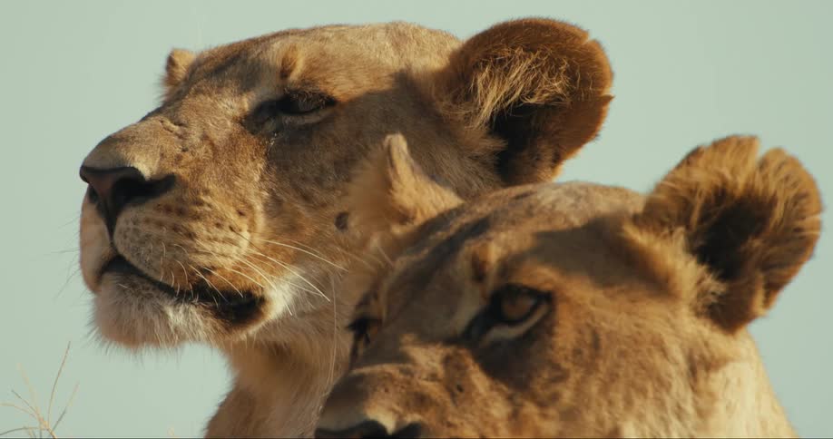 Face of two young lions