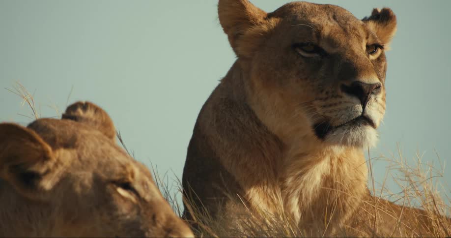Two young lions resting