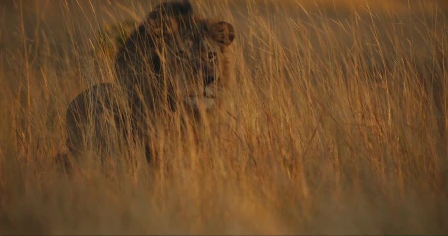 Lion walking in reeds in the jungle