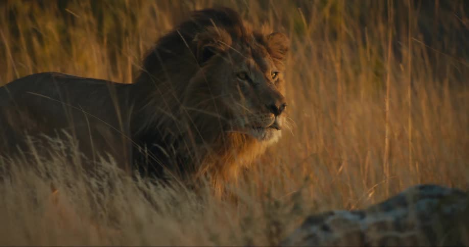 Lion walking in the jungle