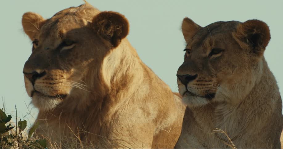 Two lions at rest side by side
