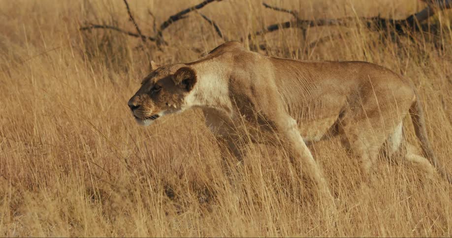 Lion in attack position sitting in the middle of a jungle with reeds