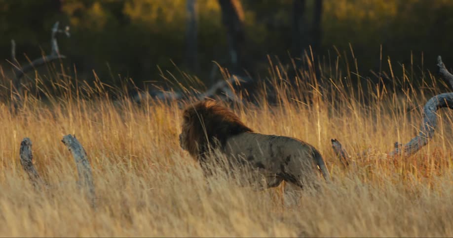 A lion walking across a savanna plain