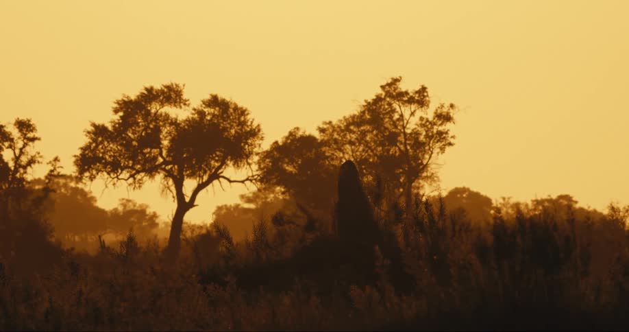 Wind blows through the long grass below the trees and termite mound
