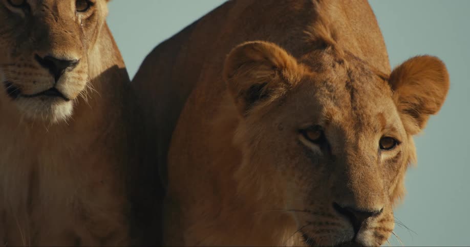 Lions walk forward to stalk something else