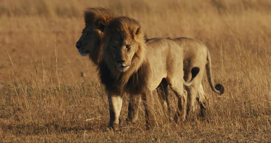 Two lions in a jungle environment