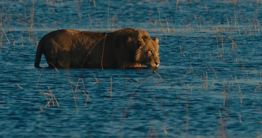 Lion inside a lake in the jungle