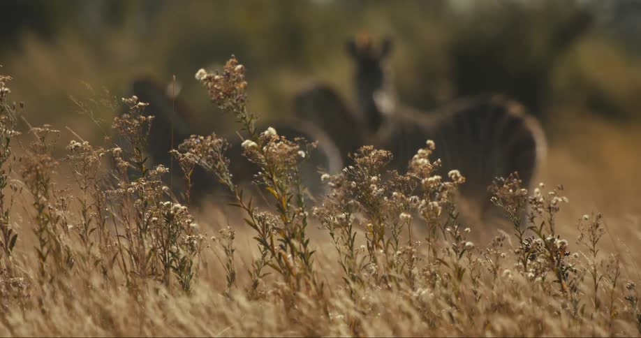Wind blows through tall grass
