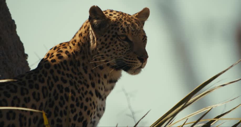 Leopard in the jungle