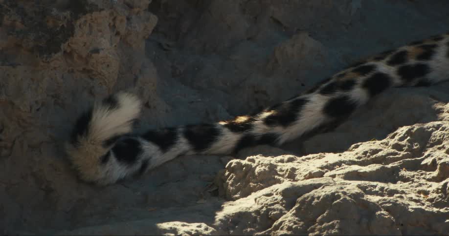 Closeup of a leopard tail moving
