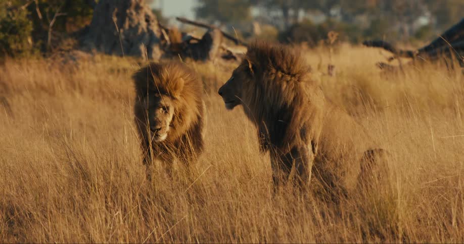 A lion runs over to another lion in a field with tall brown grass