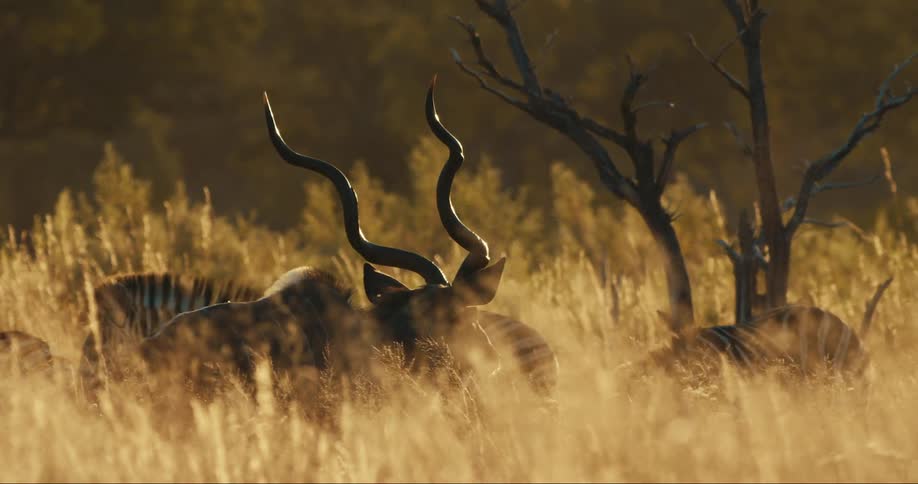 A Kudu walks past the zebra