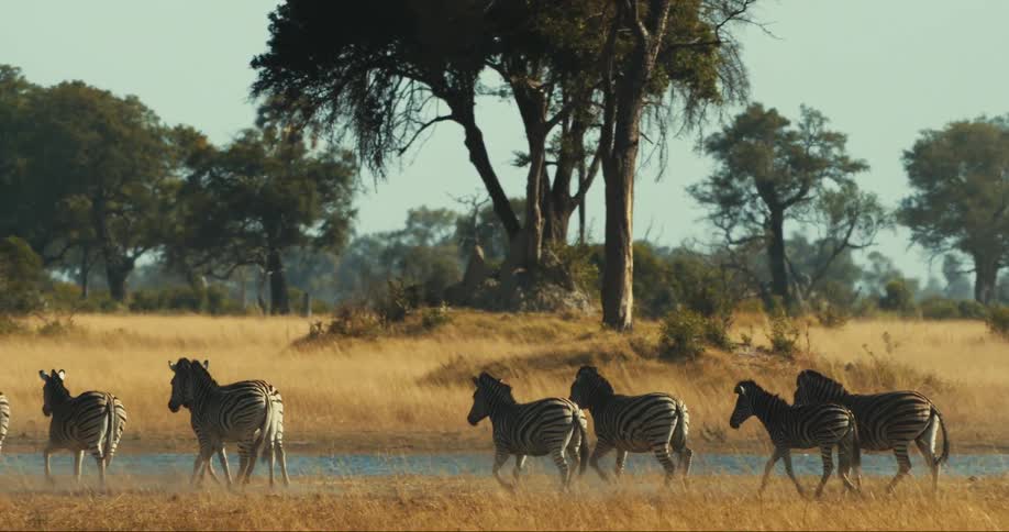 A herd of zebras run to a river in a flat grassy area with scattered trees