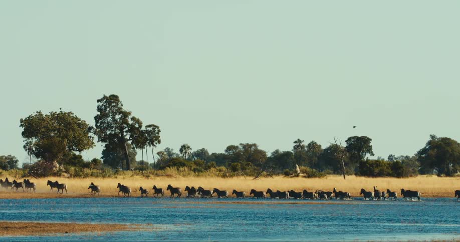 Horses run out of the water onto the ground in front of sparse trees