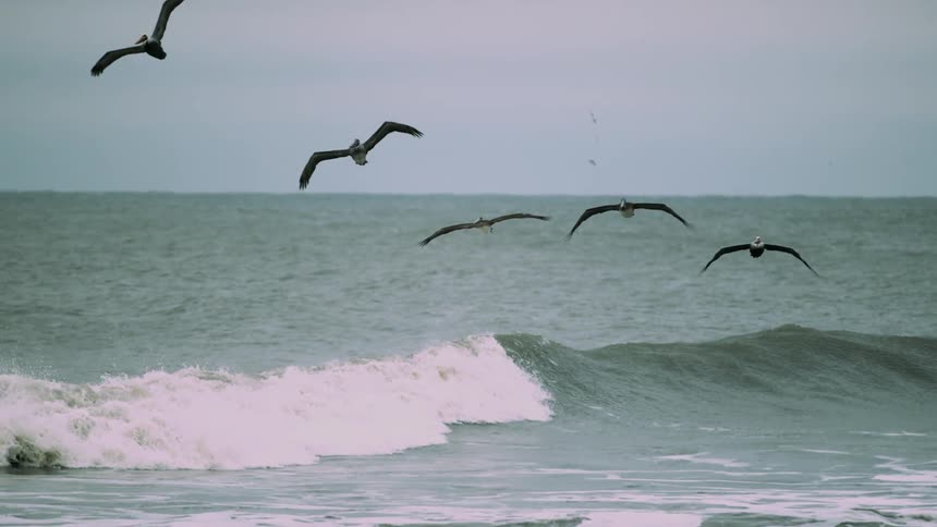 Birds flying  just above  the surface of the ocean and then ascending higher