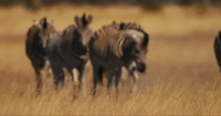 Group of zebras walking in a savanna during the day