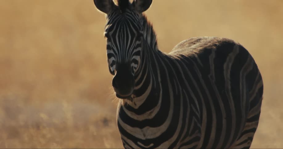 Zebra static in a savanna